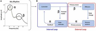 The Application of EEG Mu Rhythm Measures to Neurophysiological Research in Stuttering
